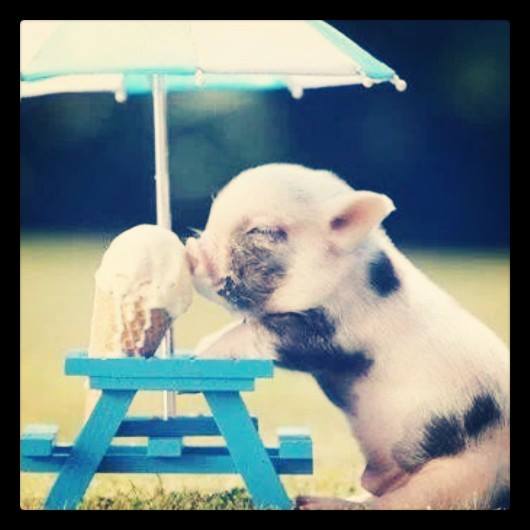 cerdito-comiendo-helado