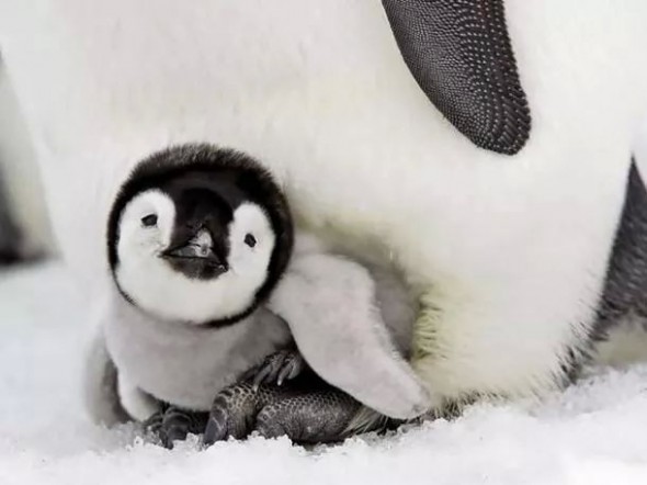 pinguino