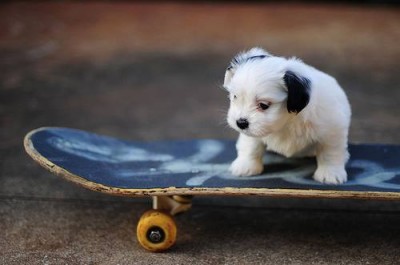 perro sk8