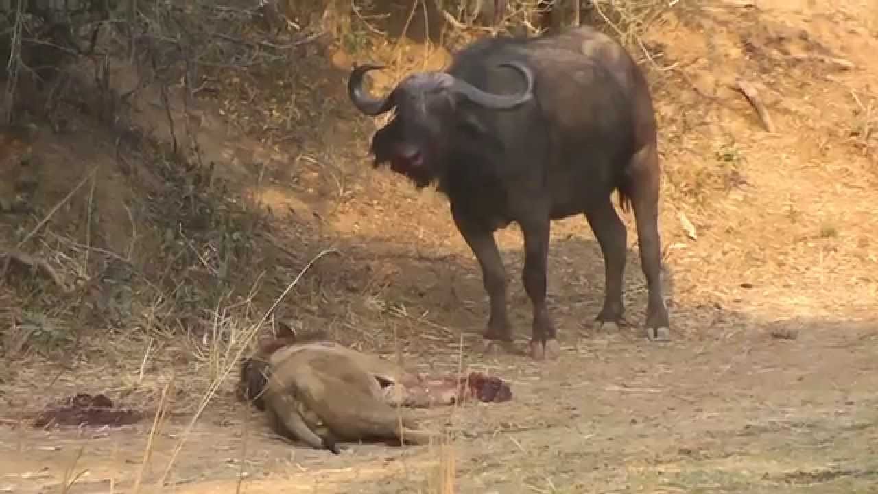 Video Viral Búfalo Vs León - HolaXD