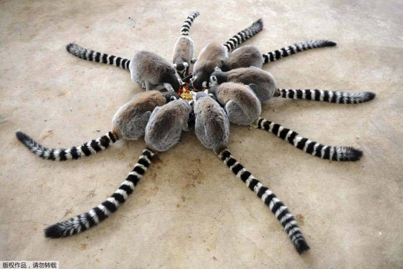 lemuris-de-cola-anillada