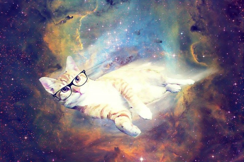 pintura-de-gato-hipster