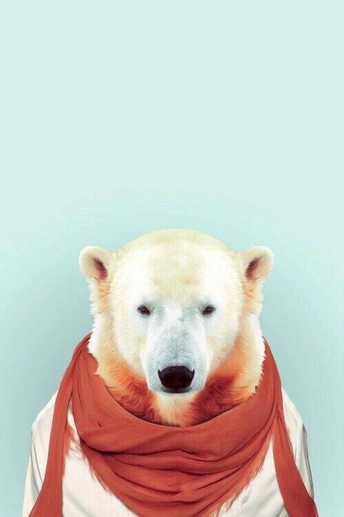 fondo-de-oso-polar