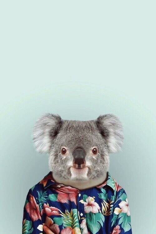 fondo-de-pantalla-de-koala