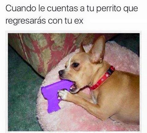 cuando-le-cuentas-a-tu-perrito