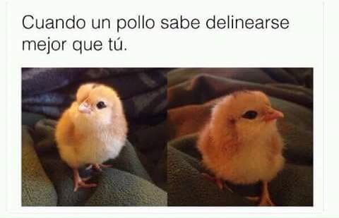 cuando-el-pollo